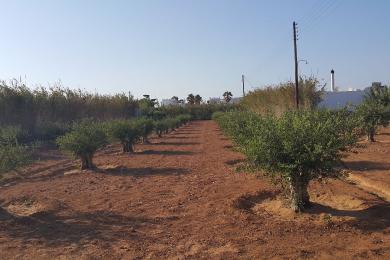 Non-buildable parcel with a small olive grove in Tsoukalia